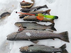 Ловля кумжи в Карелии