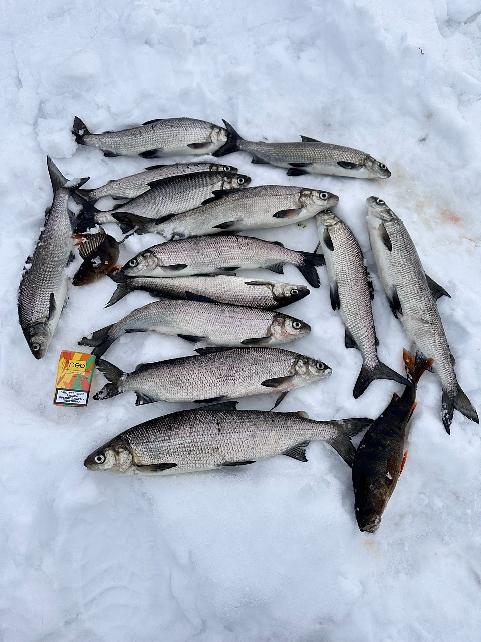 Трофейная рыбалка, ловля сига, рыбалка на сига, рыбалка в Сибири, рыбалка в Якутии,